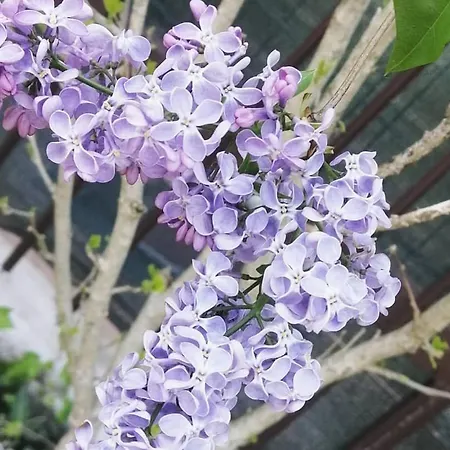 Apartment Mit Schoenem Badezimmer Und Garten *